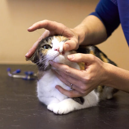 Pet Care Tips