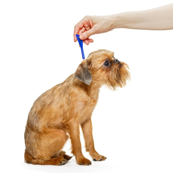 Healthy Snacking for Pets