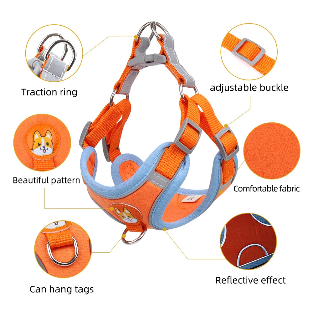 Harness & Leash Set